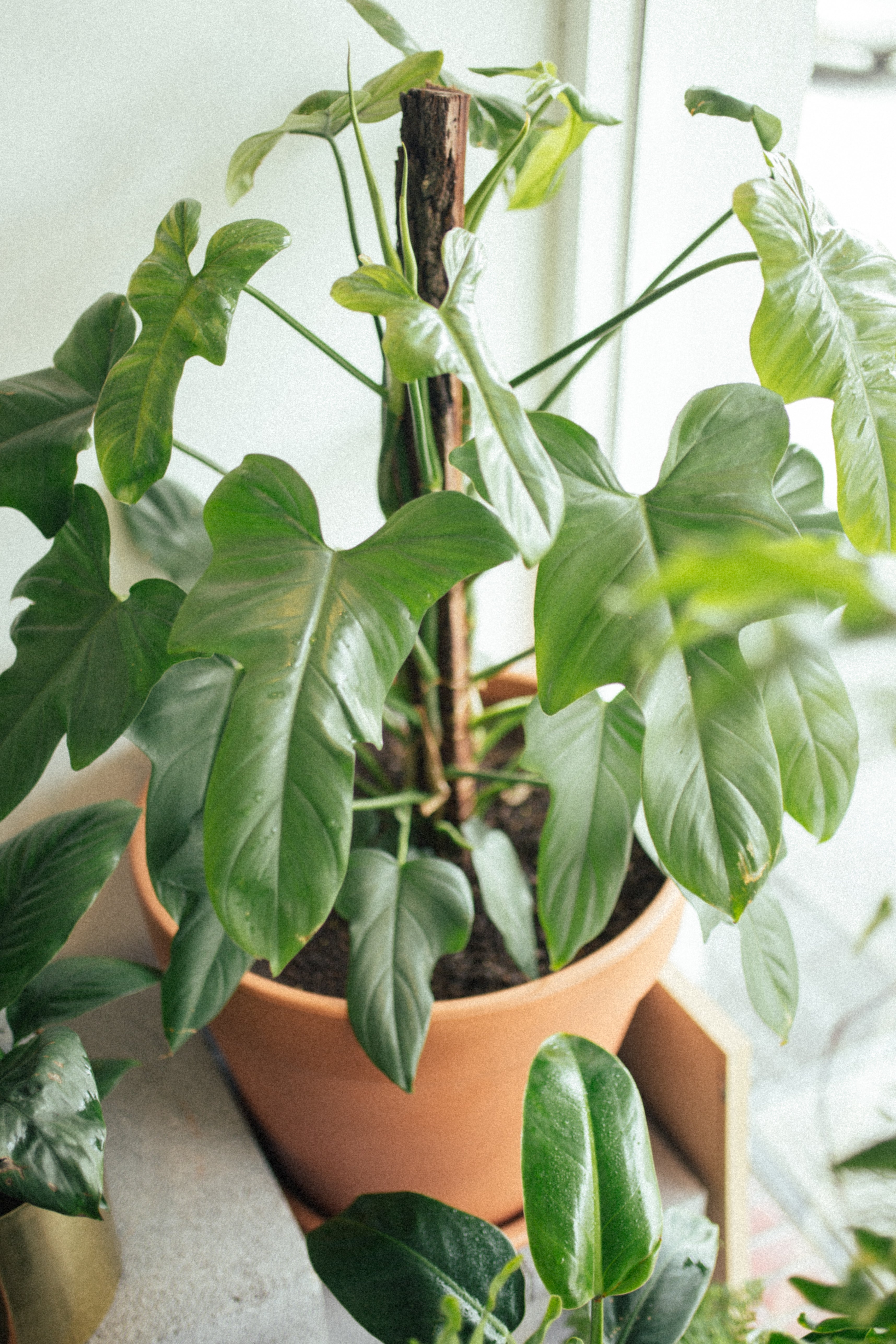 Philodendron Indoor Plant Melbourne