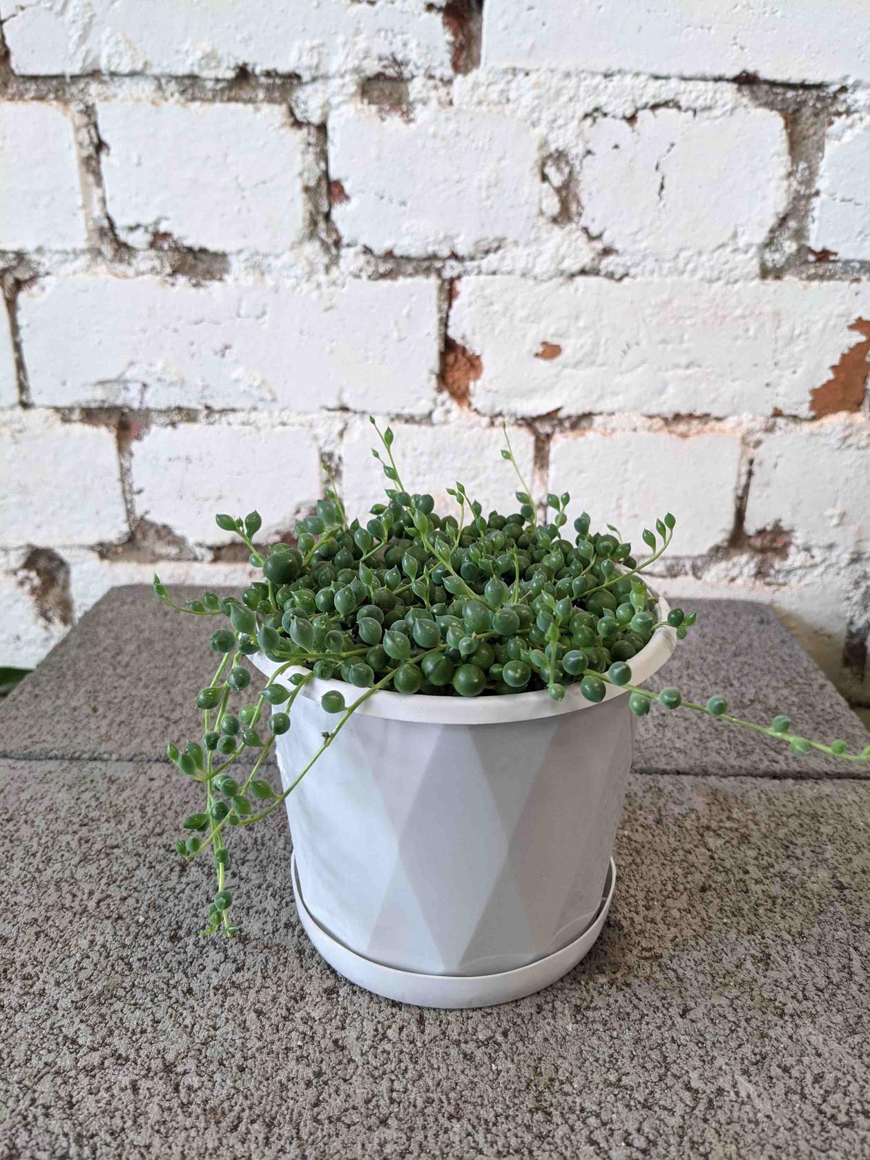 How not to kill String of Pearls