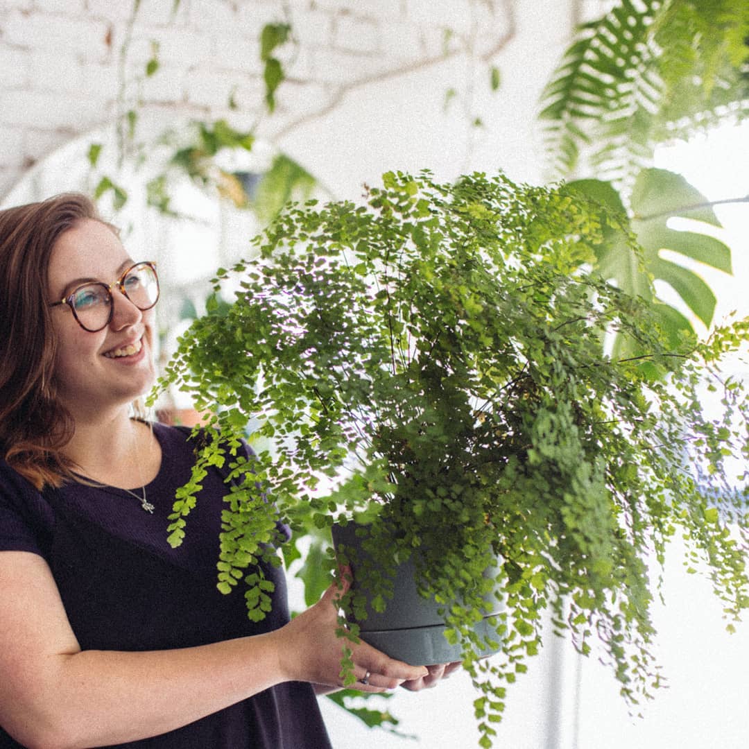 Fern indoor plant