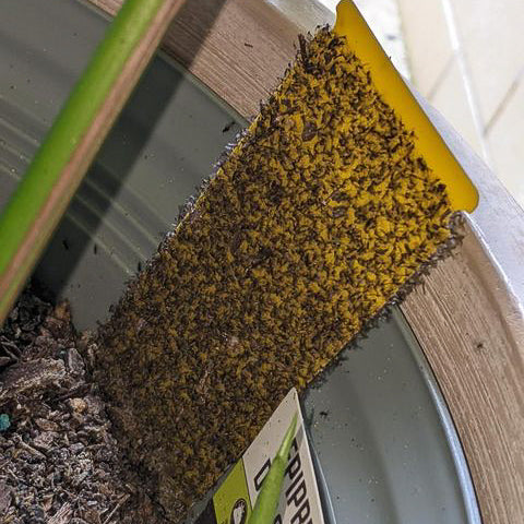 Fungus Gnat Sticky Trap