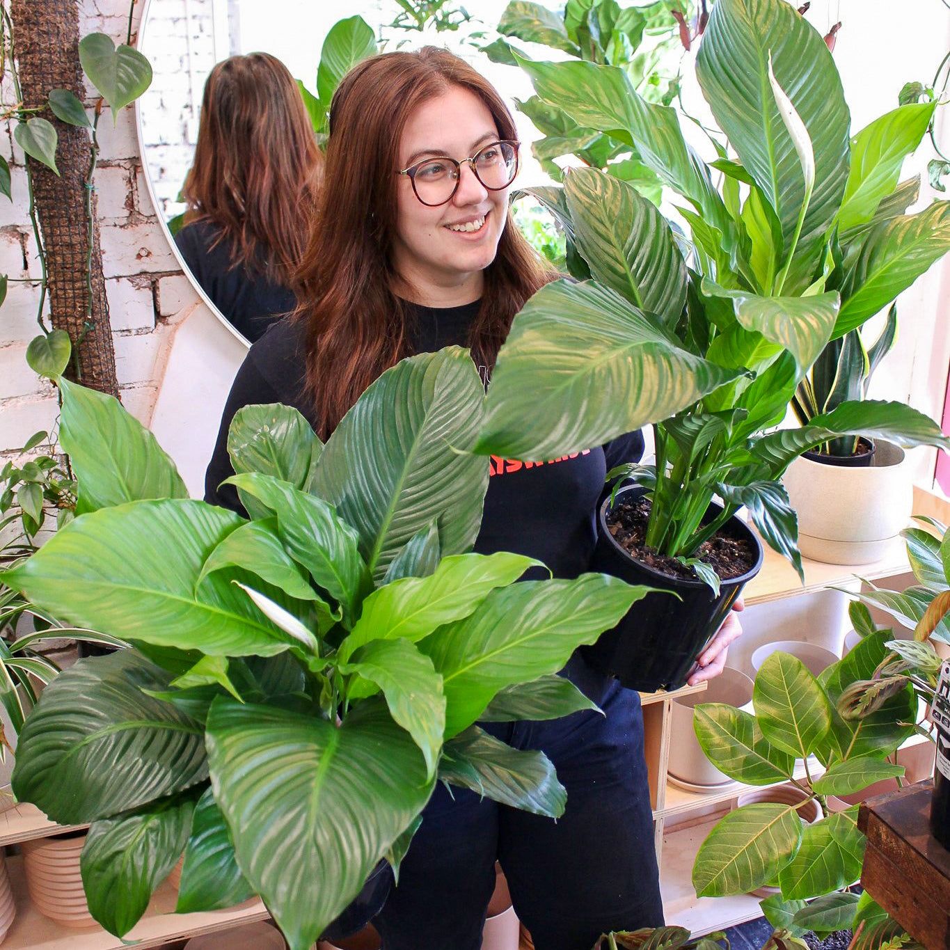 Peace Lily Care Guide Greener House Nursery