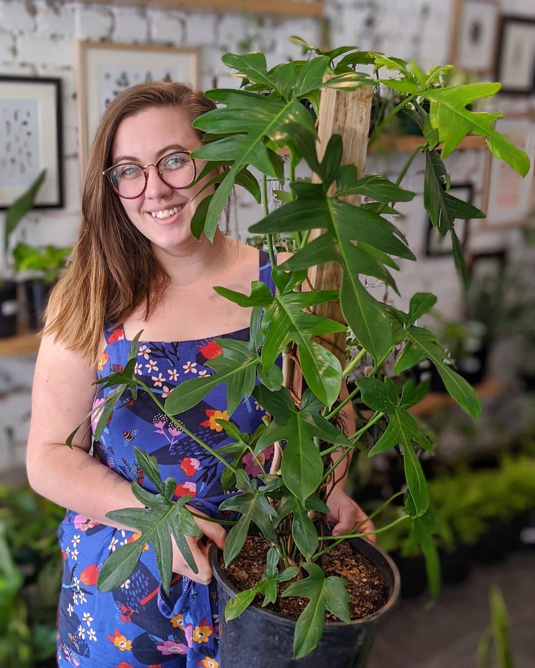 Philodendron Climbing Plant Melbourne