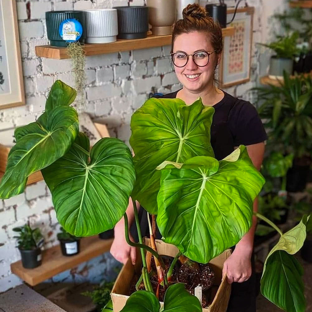 Philodendron Pastazanum Indoor Plant Melbourne