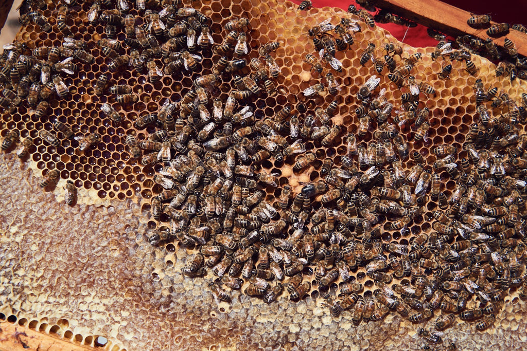 Italienische Bio Bienen im Bienenstock von Di Bennardo