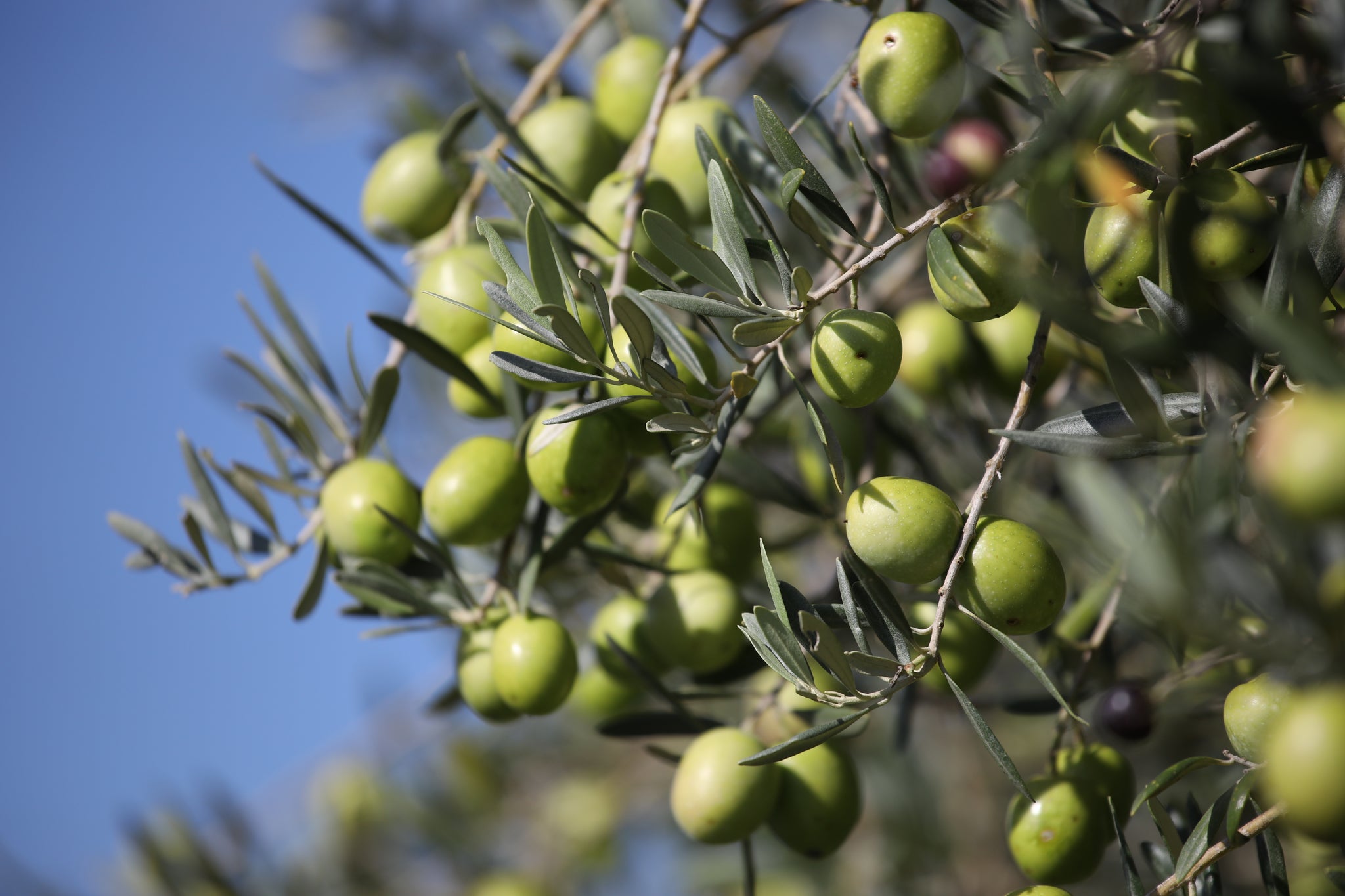 Italienische Produktion Olivenöl Extra Vergine Bio IGP DOP von Di Bennardo