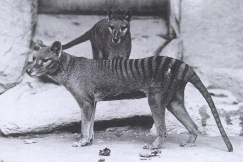A photograph of two thylacines in the National Zoo in Washington, USA, c.1903 (courtesy Wikipedia).