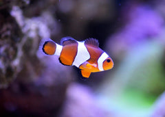 Clown fish toowoomba for sale