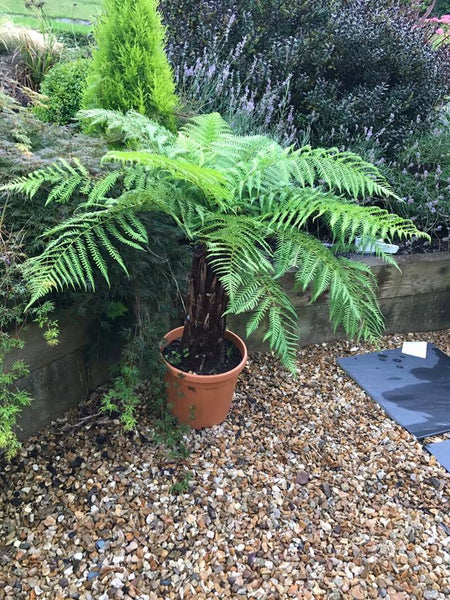 Small Tree Fern