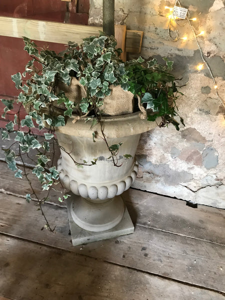 Ivy Urn