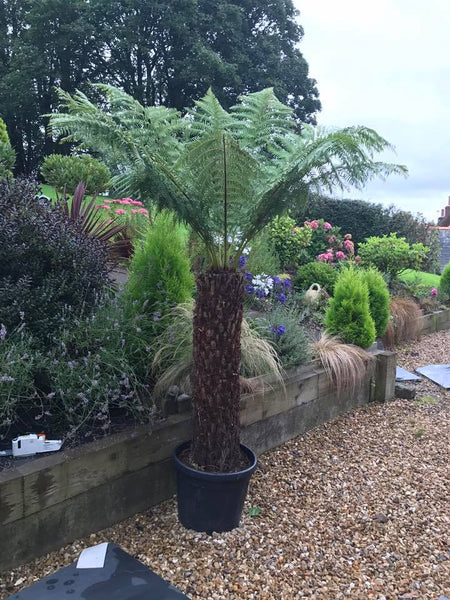 Large Tree Fern