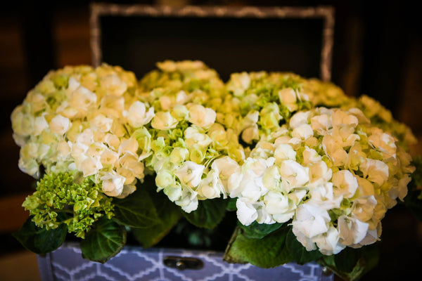 hydrangea table top display