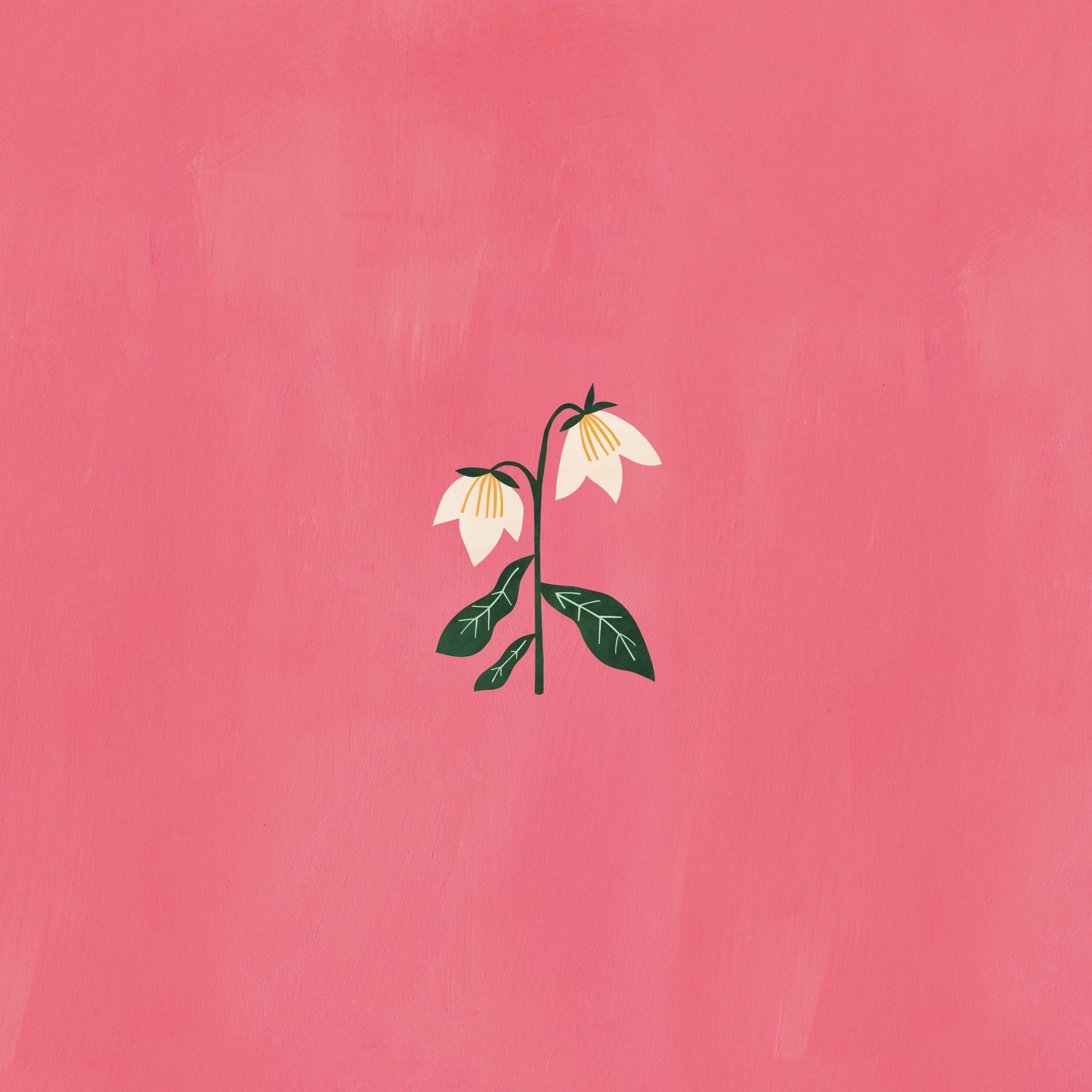 Lilies tablet wallpaper | Raspberry Blossom