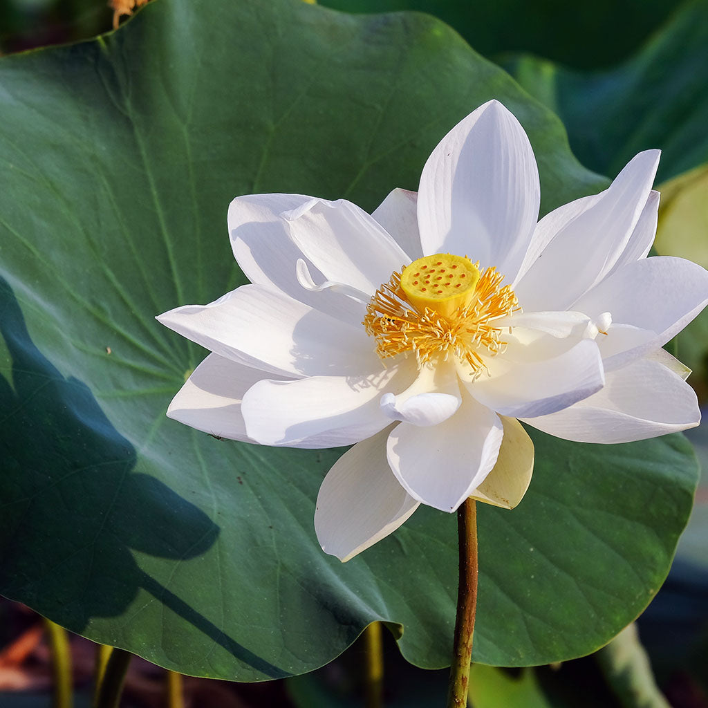 Pure Lotus White Flower Essential Oil Wisdom of the