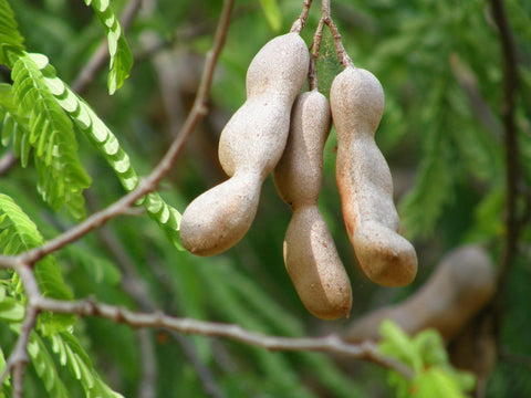 Tamarind - 7 Health Benefits of Yummy DESi Tamarind - GO DESi Imli Pop