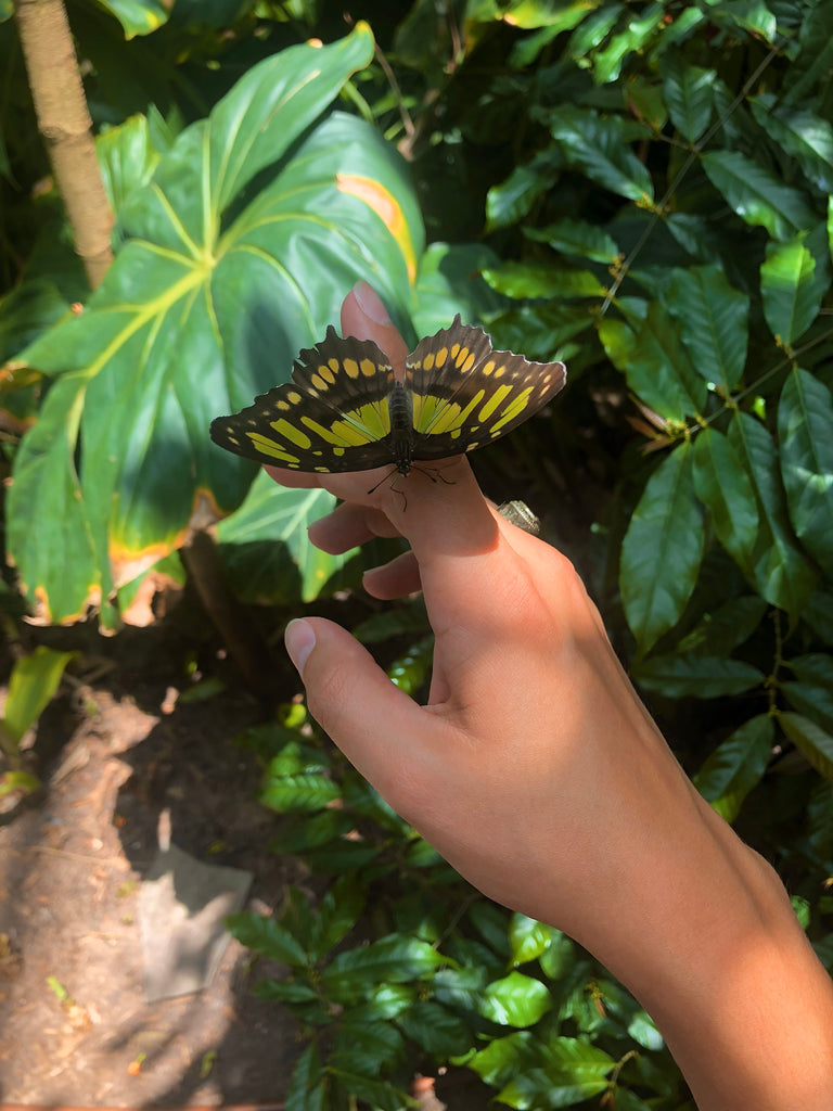 A butterfly pictured by Diandra on a visit to the Houston Museum of Natural Science.