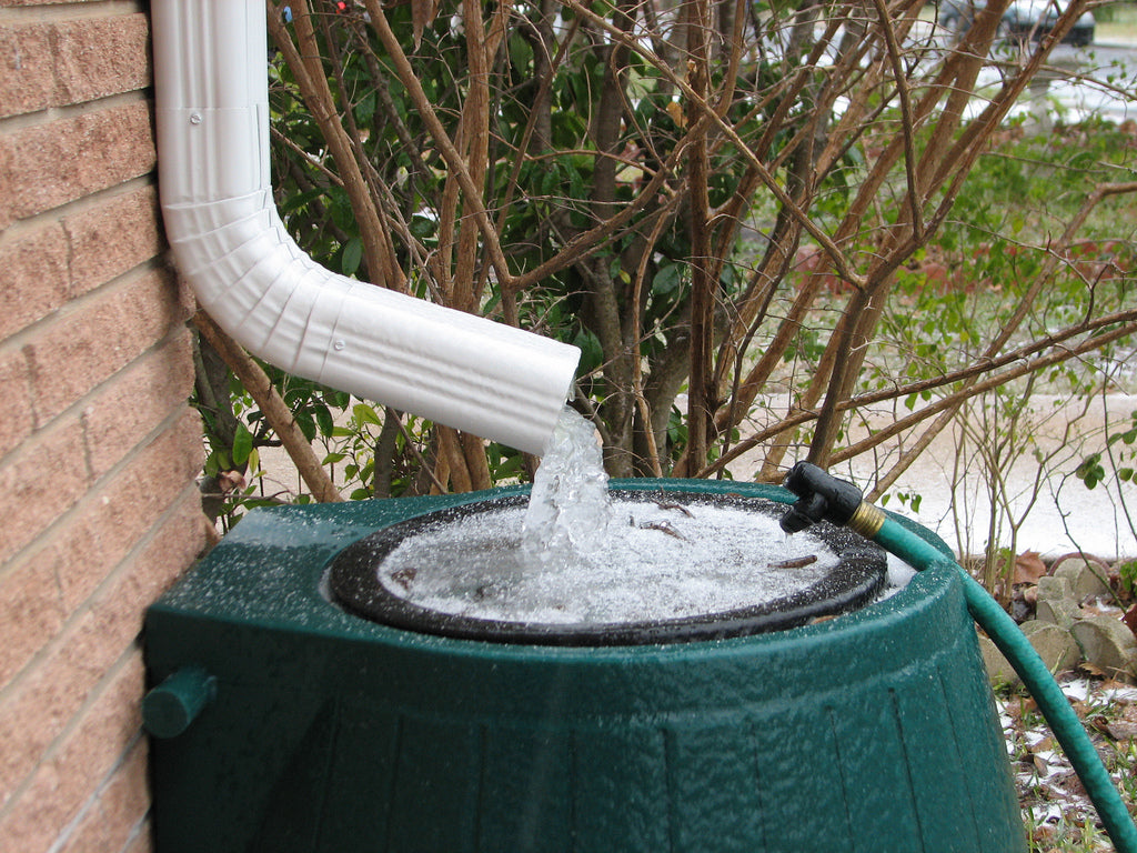 rainwater coming out of storm drain into rain barrel