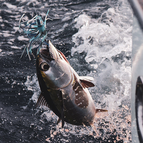 Blackfin caught on Fathom Offshore lure