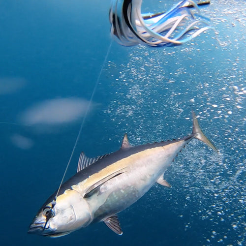 Blackfin Tuna underwater