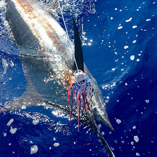 Blue Marlin with trolling lure