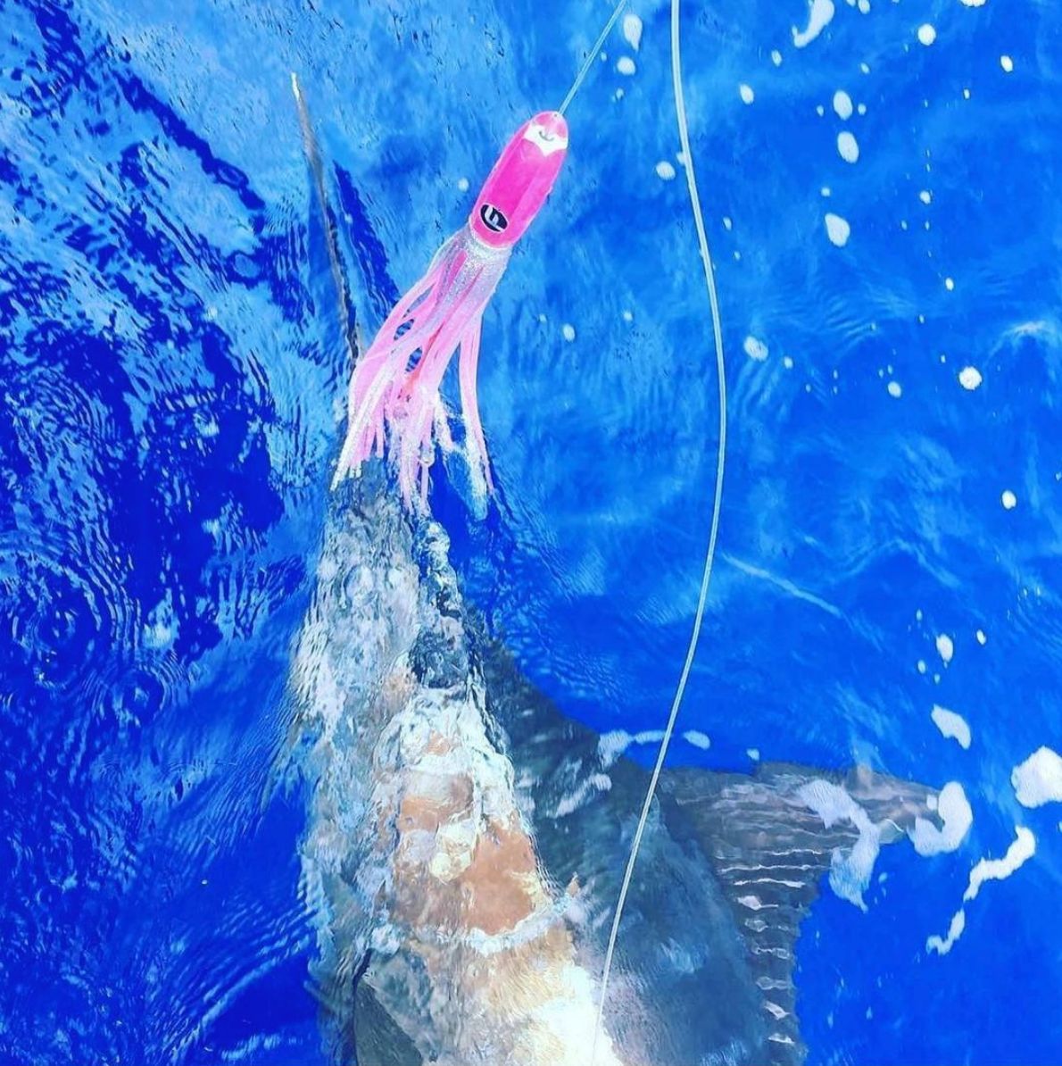 Blue marlin on a pink bullet shaped trolling lure