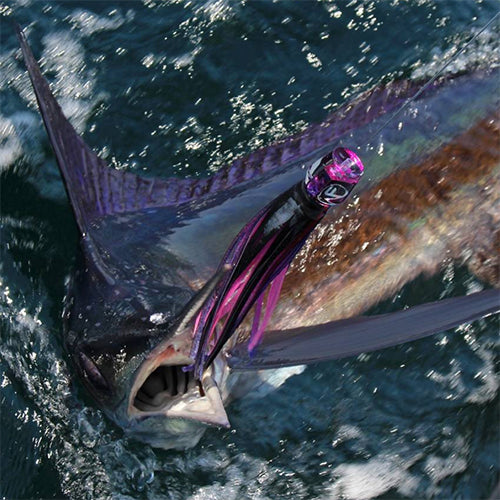 Blue Marlin with a purple Fathom Offshore marlin lure