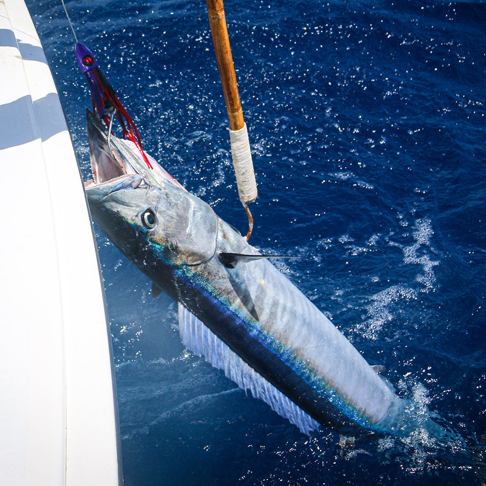 Wahoo with a trolling lure