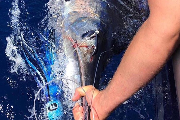 Marlin with a trolling lure in its bill