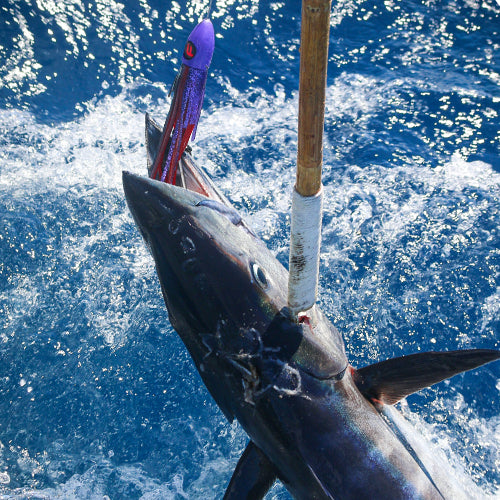 Wahoo with a Fathom Offshore trolling lure