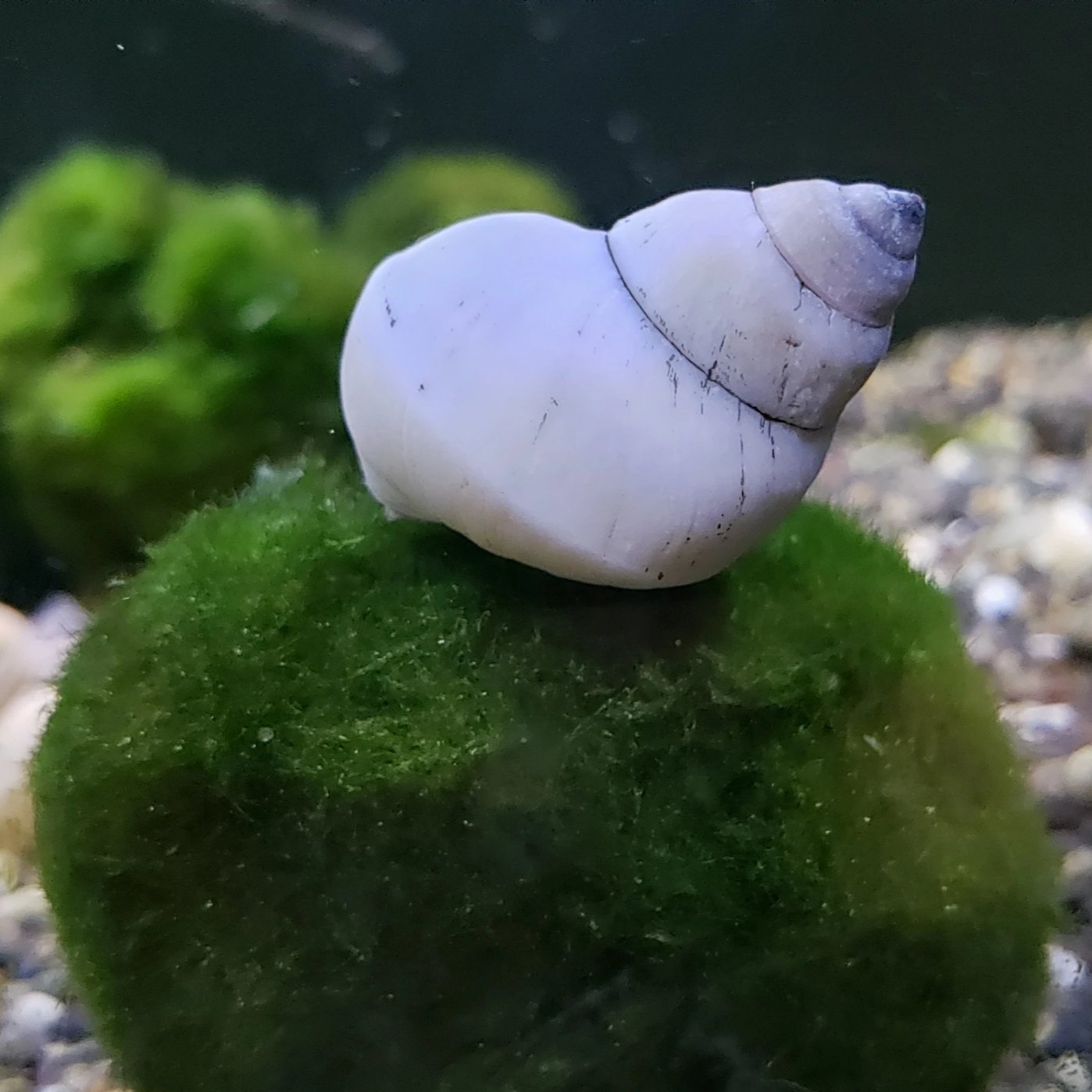 snail