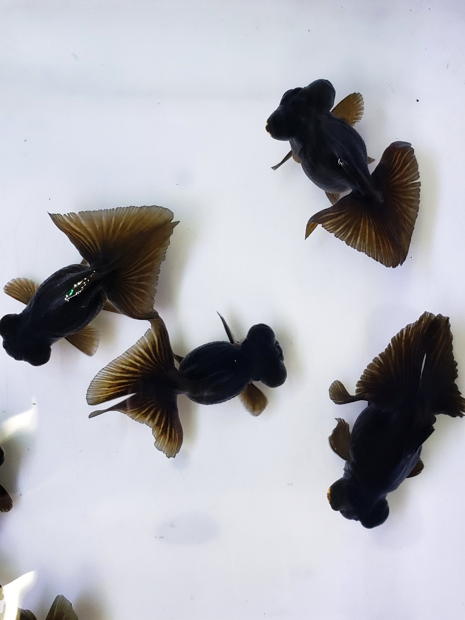 High Quality Goldfish Black Butterfly Telescope Moor For Sale Coast Gem Usa