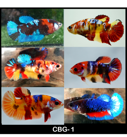 koi betta fish for sale near me