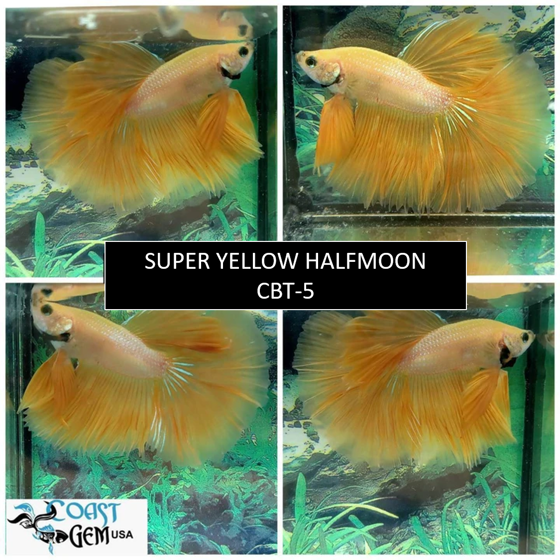 yellow halfmoon betta