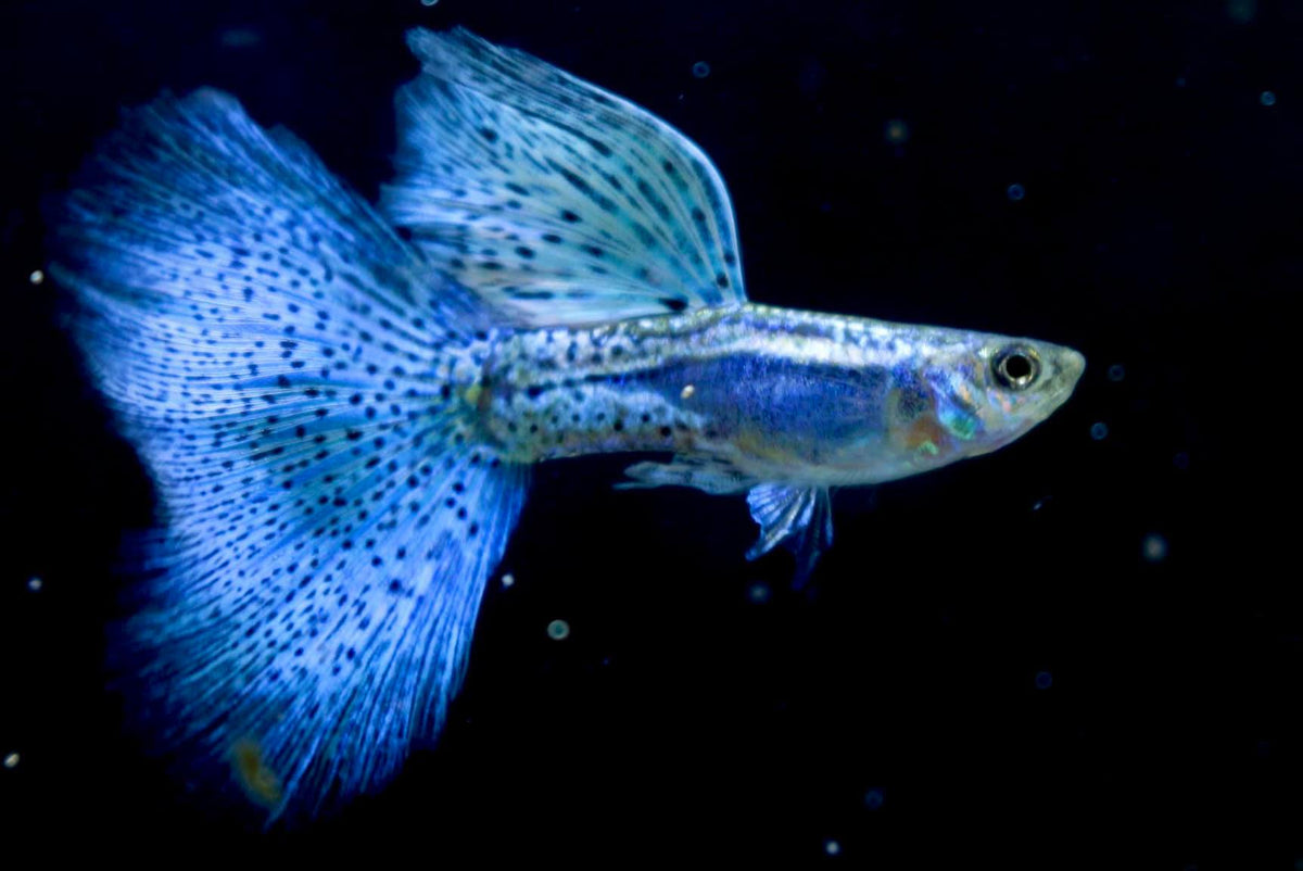 guppies and telescope goldfish