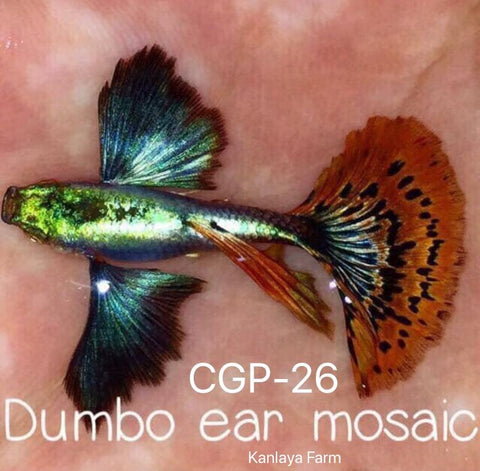 dumbo ear guppies for sale