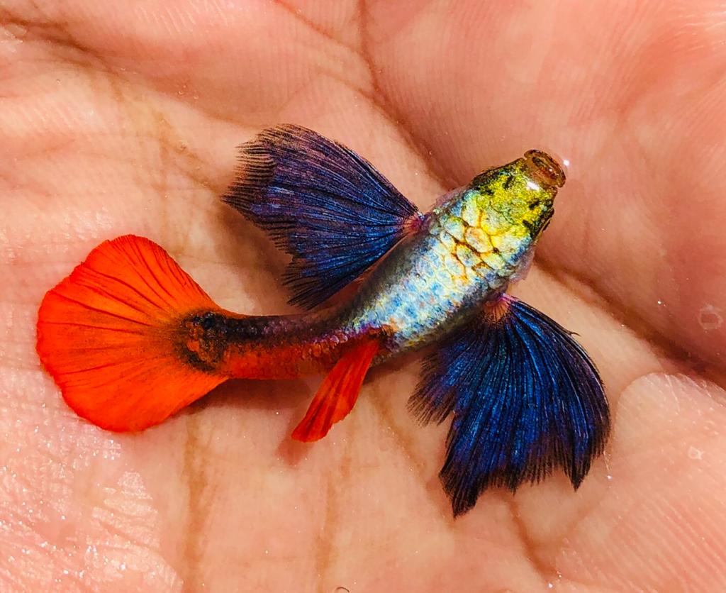 guppy for sale