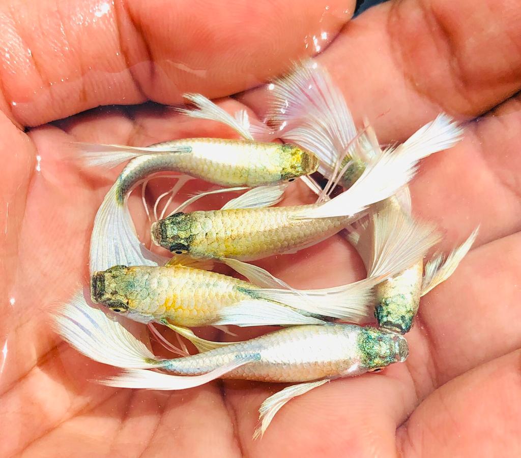 ribbon guppy for sale