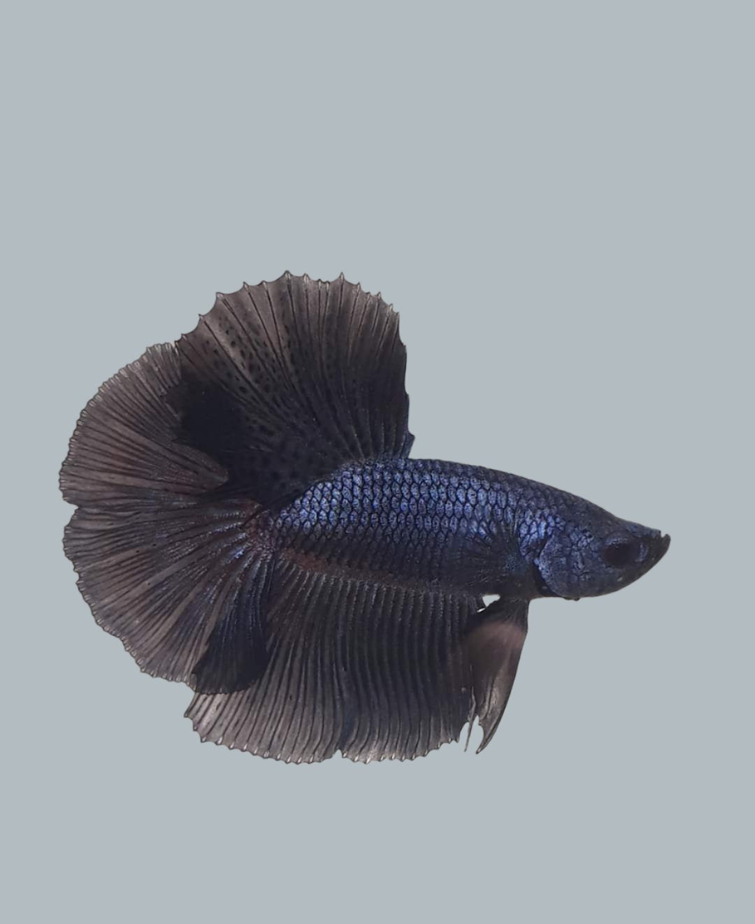 black king betta