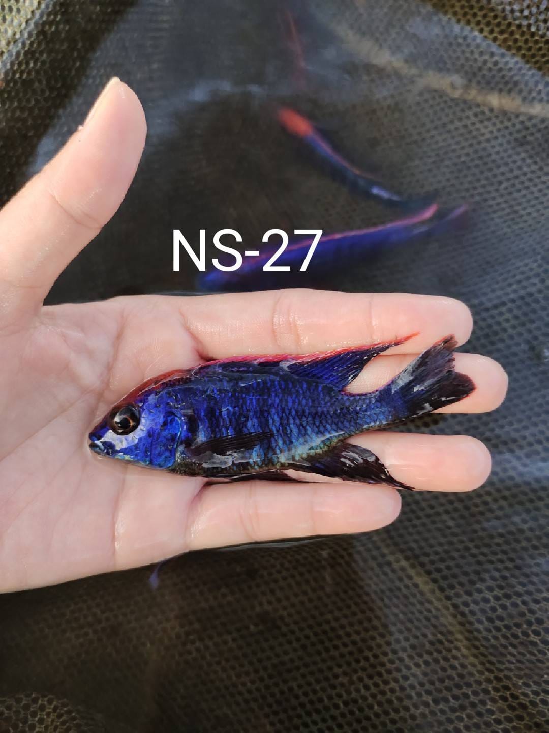 female blue peacock cichlid