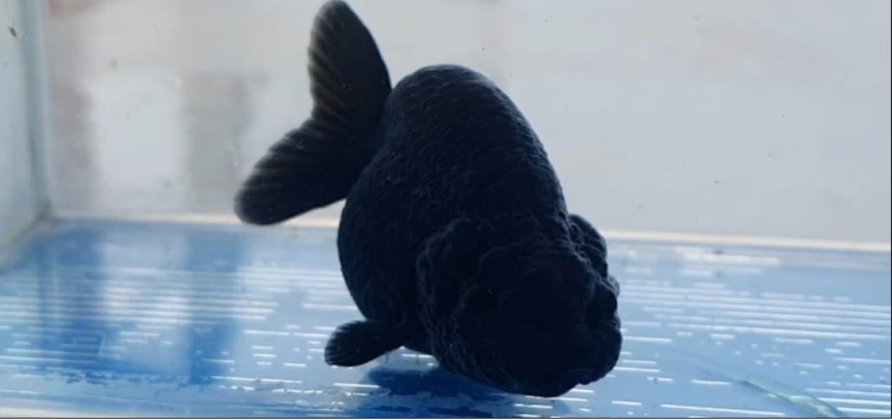 black ranchu goldfish