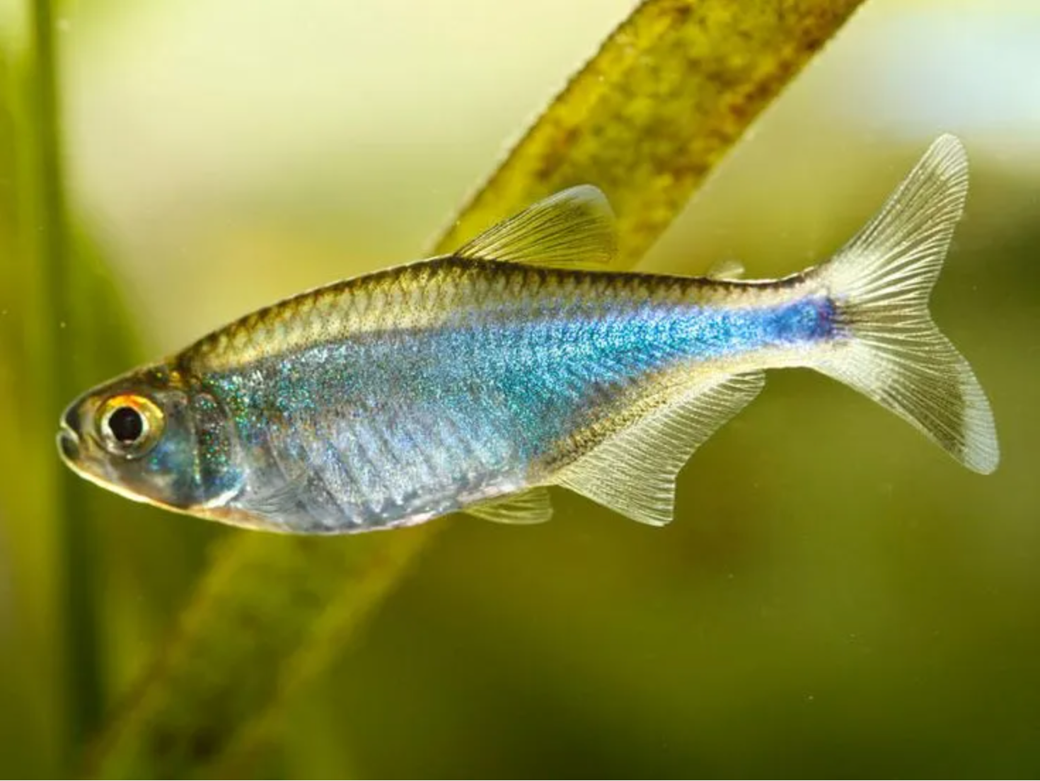 blue tetra fish