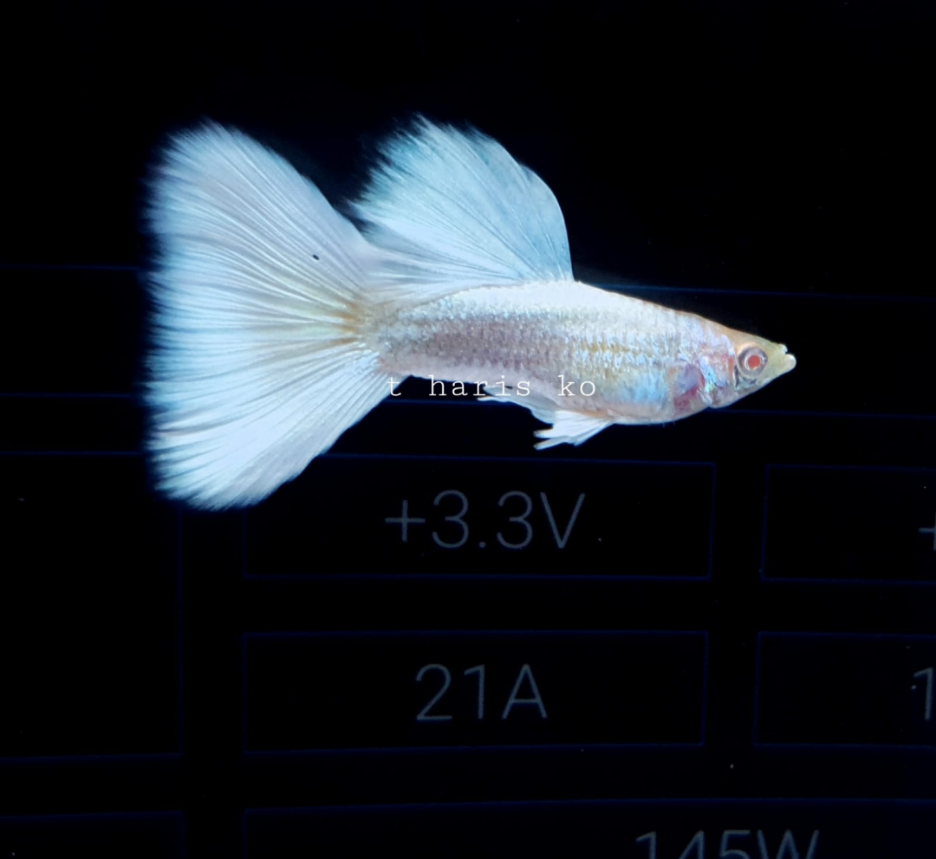 guppy albino platinum