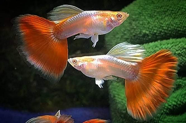 albino red tail guppy