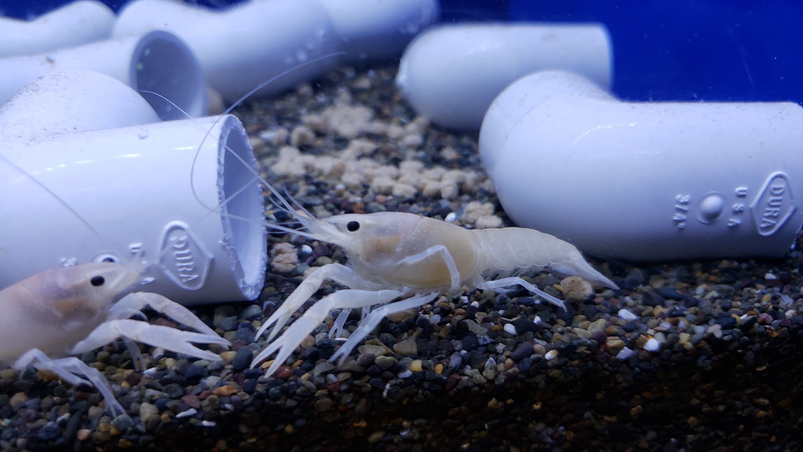 pink coral crayfish