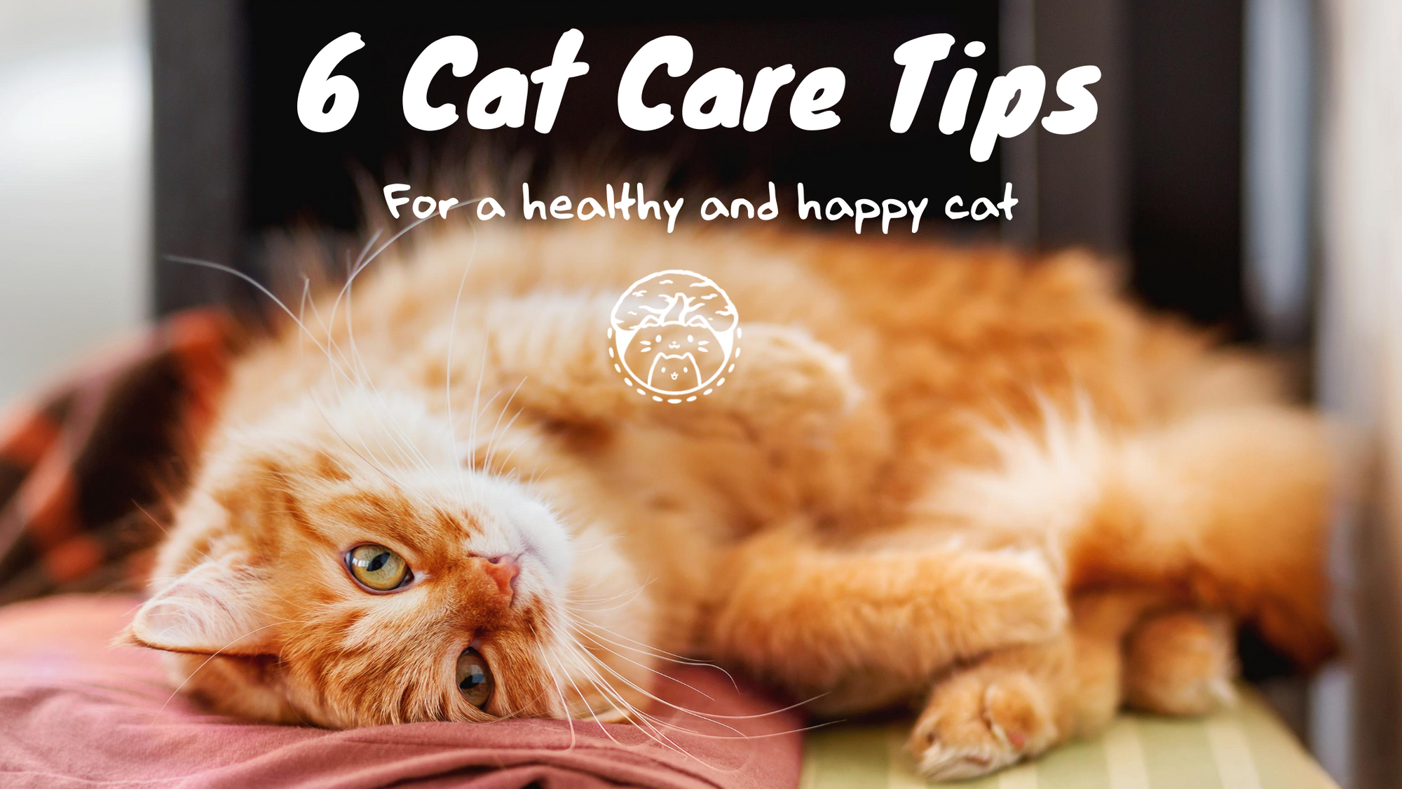 Our Top 6 Cat Care Tips Catoro