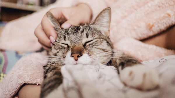 cat massage