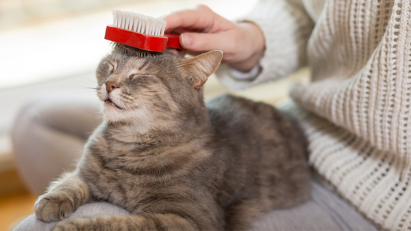 cat grooming