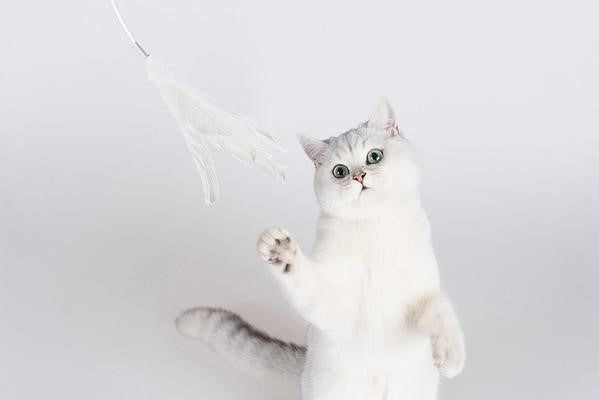 cat wand