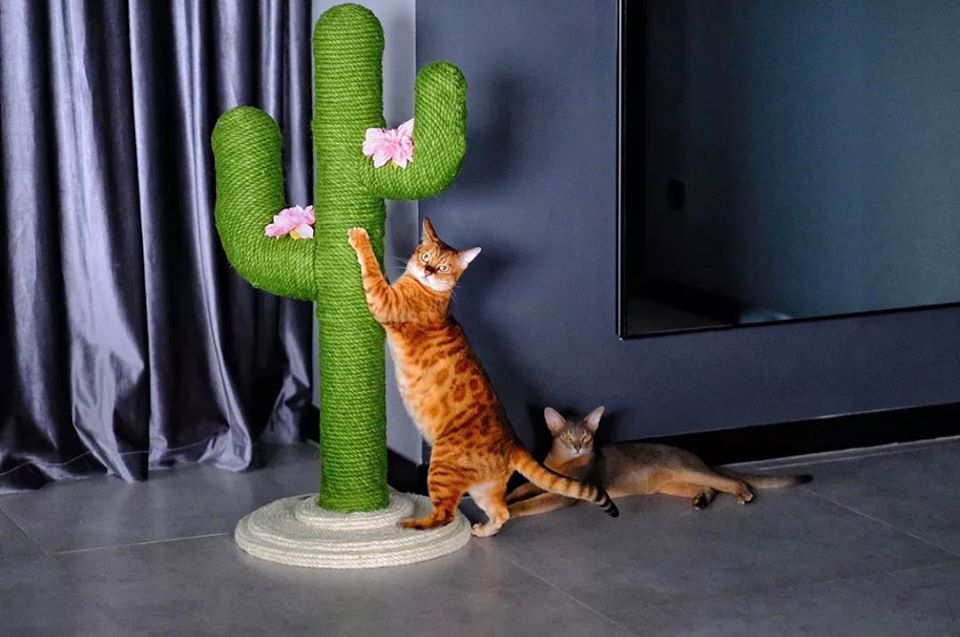 Oasis Cactus Cat Tree Large | Catoro