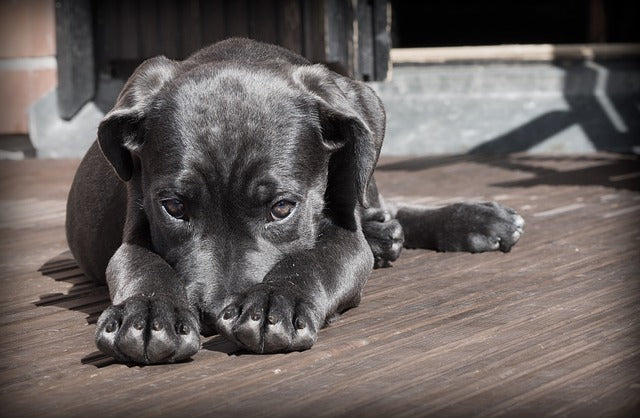 How to train a dog 