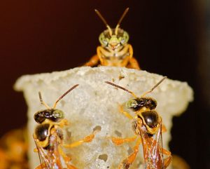 Stingless Bee